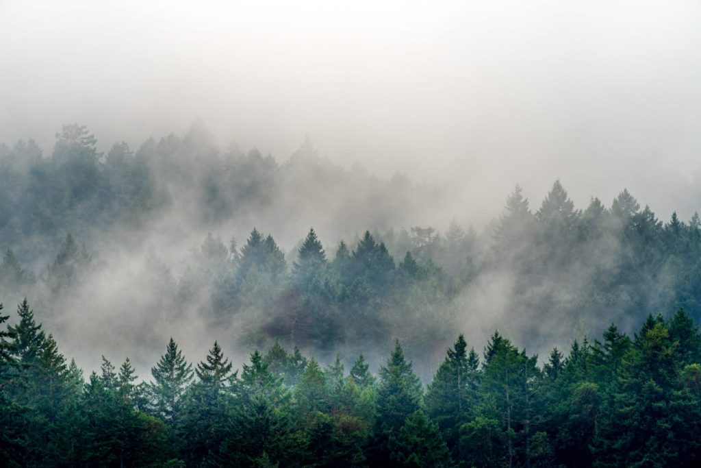 Does Your Vacuum Make Wildfire Smoke Season Worse? Smoke from a wildfire coming up amongst evergreen trees.